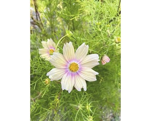 Närbild av en cosmeablomma med ett gult centrum och fina kronblad