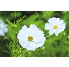Blomfrö WEIBULLS by Claus Dalby Rosenskära Cosmos bipinnatus 'Fizzy White'