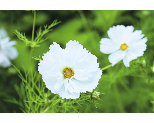 Närbild av vita rosenskära blommor i trädgården