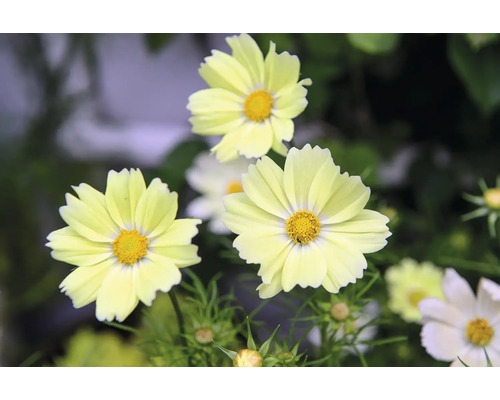 Närbild av gula rosenskära blommor i trädgården