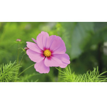 Blomfrö WEIBULLS by Claus Dalby Rosenskära Cosmos bipinnatus 'Sensation Gloria'