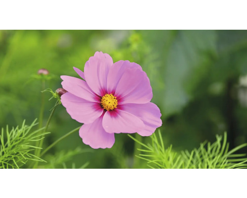 Närbild av en cosmeablomma