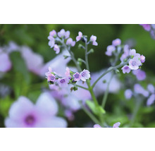 Närbild av ljuslila förgätmigejblommor.