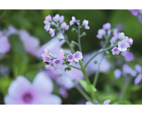 Närbild av ljuslila förgätmigejblommor.
