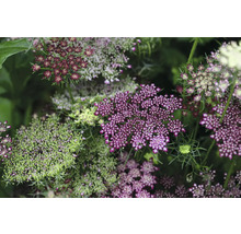 Närbild av blommande vildmorotväxter