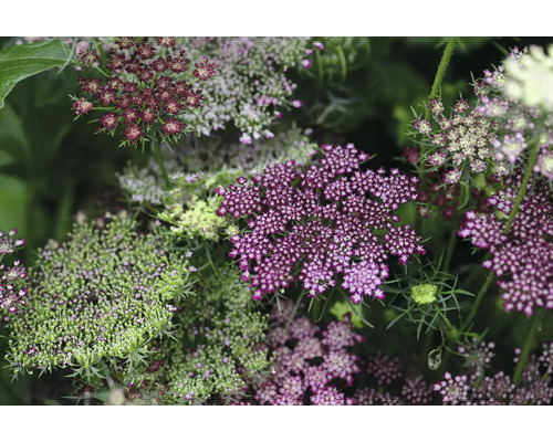Närbild av blommande vildmorotväxter