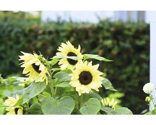 Närbild av solrosor i trädgården