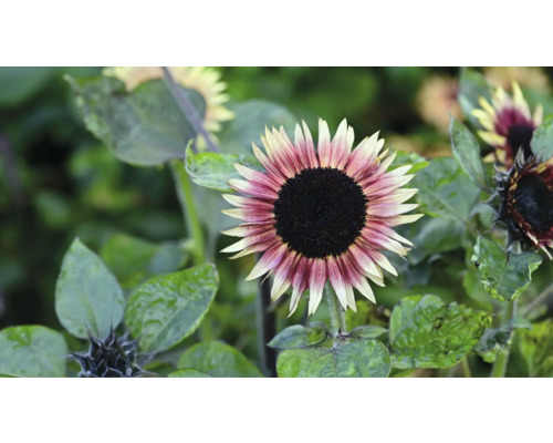 Solros med mörkt centrum och färgade kronblad i trädgården.