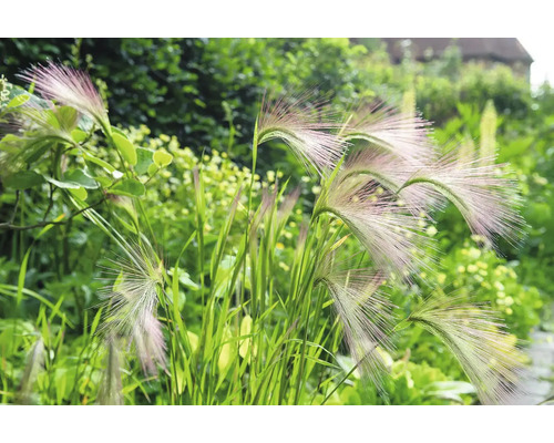 Dekorativt prydnadsgräs i trädgården