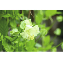 Blomma av blomman för dagen i detalj