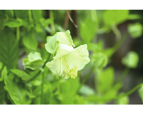 Blomma av blomman för dagen i detalj