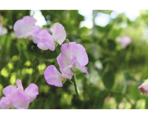 Närbild av luktärtblommor