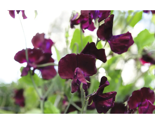 Närbild av mörka luktärtsblommor