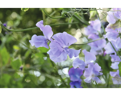 Luktärt med blommor