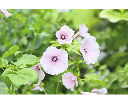Närbild av sommarmalvablommor i trädgården