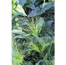Prydnadsgräsfrö WEIBULLS by Claus Dalby Buketthirs Panicum elegans 'Frosted Explosion'