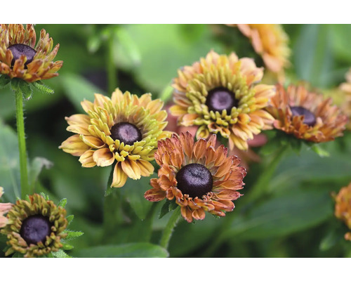 Närbild av Rudbeckia hirta växter med blommor