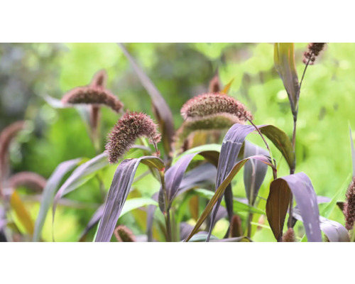 Prydnadsgräs med mörkröda blad och blomställningar i trädgården.