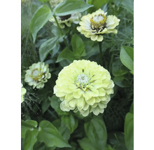 Blomfrö WEIBULLS by Claus Dalby Zinnia elegans 'Envy Double'