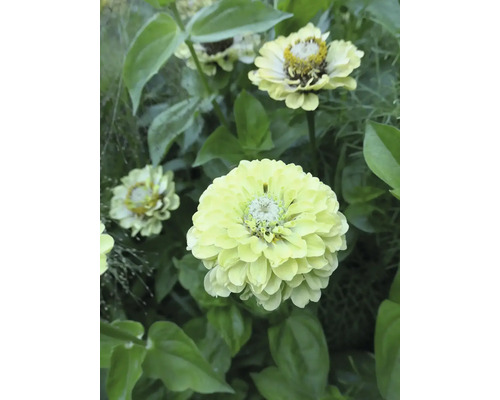 Närbild av en gulgrön zinnia i en rabatt