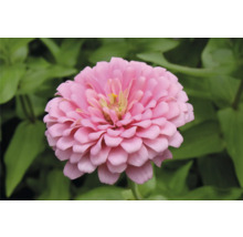 Närbild av en zinnia i trädgården