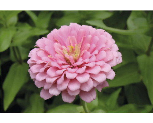 Närbild av en zinnia i trädgården