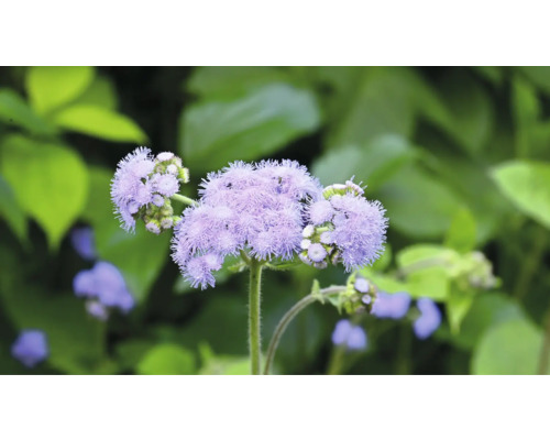 Närbild av fluffiga Ageratum-blommor