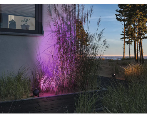Scen med prydnadsgräs som belyses av utomhusstrålkastare