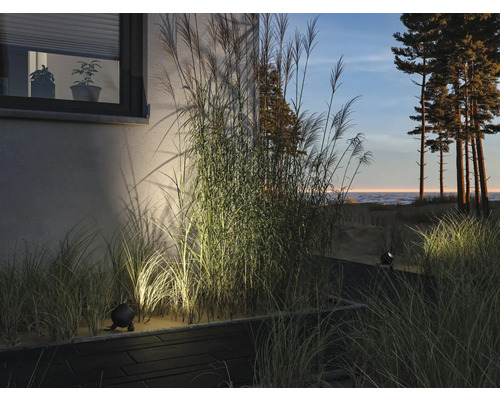 Upplyst trädgård med prydnadsgräs och belysning längs gångvägen på kvällen