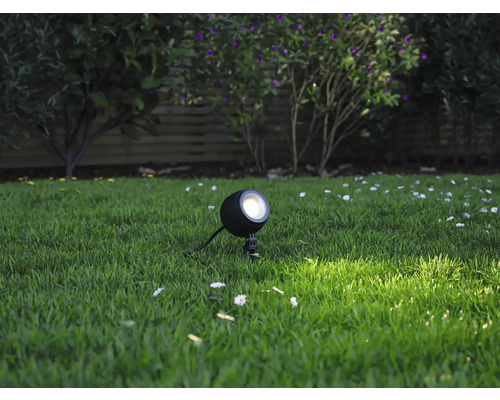 Trädgård med gräsmatta och en enda rund trädgårdsspot för belysning