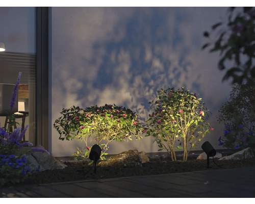 Trädgård med upplysta buskar och gångbelysning