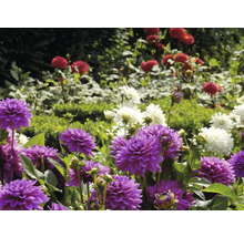 Närbild av lila, röda och vita dahlior i en trädgård.