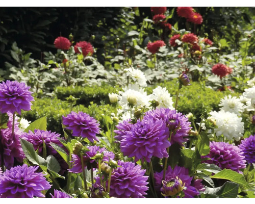 Närbild av lila, röda och vita dahlior i en trädgård.