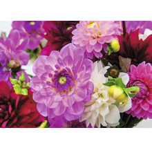 Närbild av dahliablommor i olika nyanser