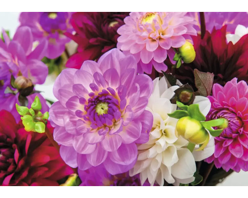 Närbild av dahliablommor i olika nyanser