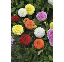 Flerfärgade dahliablommor med gröna blad