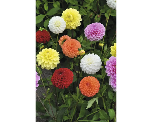 Flerfärgade dahliablommor med gröna blad