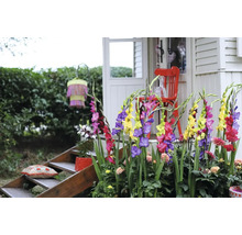 Dekorativ trädgård med gladioler, sittplatser och trappor