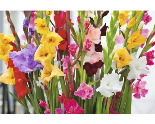 Bukett gladioler med olika blommor