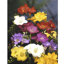 Bukett med fresia med blommor i olika färger