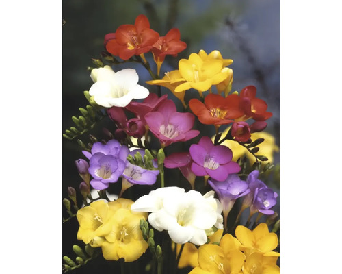 Bukett med fresia med blommor i olika färger