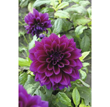 Närbild av en mörklila dahlia i trädgården.