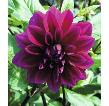 Närbild av en enda mörkröd dahlia blomma