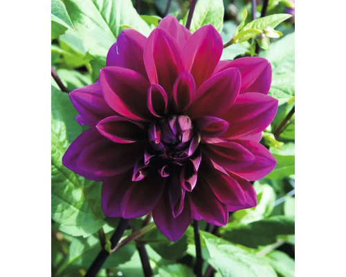 Närbild av en enda mörkröd dahlia blomma