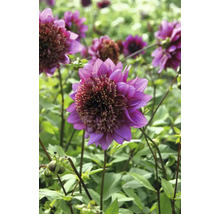 Närbild av en lila dahlia i trädgården.