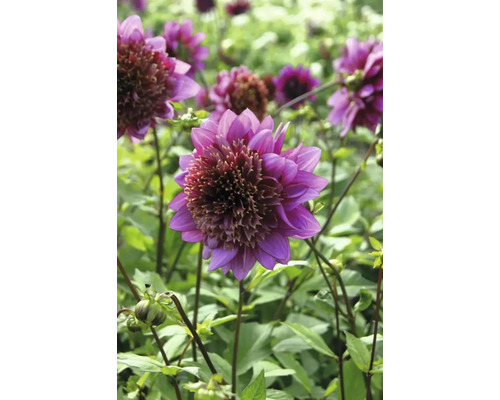 Närbild av en lila dahlia i trädgården.