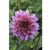 Närbild av en lila dahlia i trädgården