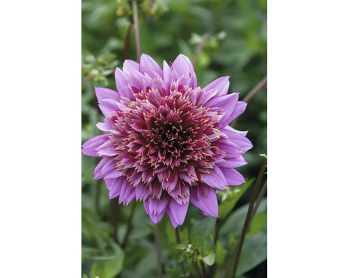 Närbild av en lila dahlia i trädgården