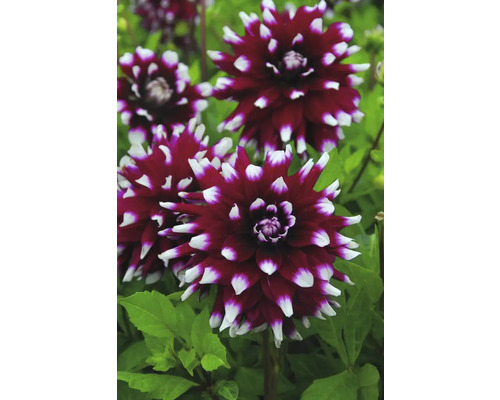 Närbild av dahlia blommor i trädgården