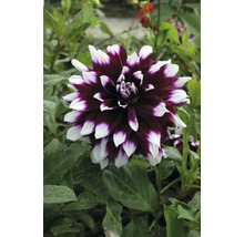 Närbild av en dahlia med tvåfärgade blomblad i trädgården